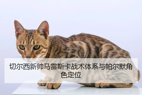 qie-er-xi-xin-shuai-ma-lei-si-ka-zhan-shu-ti-xi-yu-pa-er-mo-jue-se-ding-wei-2-100.jpg