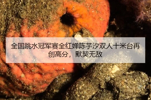 全国跳水冠军赛全红婵陈芋汐双人十米台再创高分，默契无敌